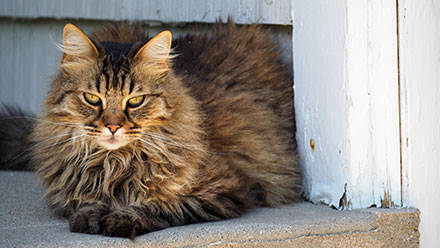 Brown Maine Coon cat lying down outsite